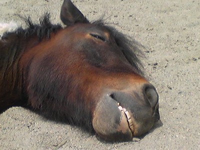 DVC00201_R.jpg